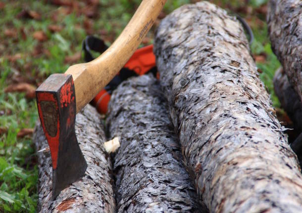 Deforestazione selvaggia e furto di legname: denunciato un boscaiolo di Canelli