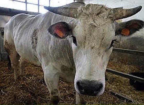 Domenica a Nizza Monferrato la Fiera del Bue Grasso. Ma gli animalisti non ci stanno