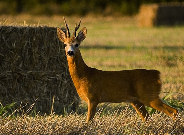 La carne dei caprioli cacciati nel sud Astigiano alle mense della Caritas?