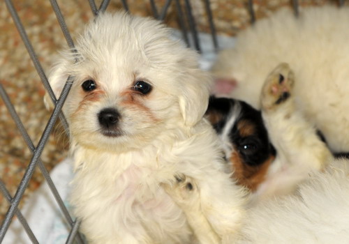 Cagnolini sequestrati. Eital: “Non c’è nessun rischio epidemia di cimurro”