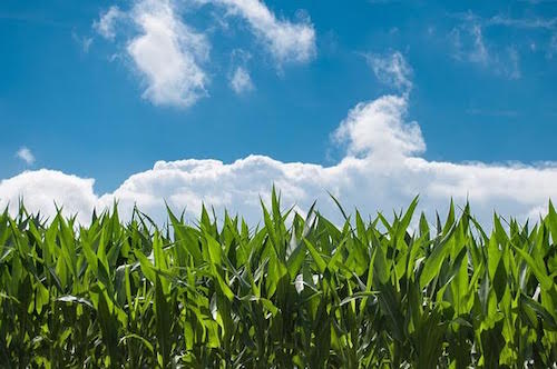 Agricoltura sociale. Confagricoltura Asti capofila per la creazione di una rete tra gli imprenditori rurali