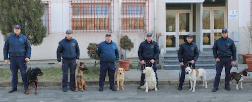 Dai canili al corso per diventare poliziotti a quattro zampe