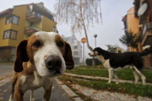 Sabato 3 e domenica 4 ottobre la tredicesima edizione della Giornata degli Animali Enpa