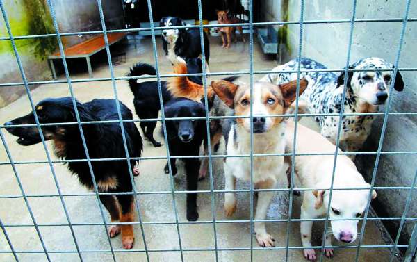 “Adotta Fido al canile”: campagna di sensibilizzazione lanciata da Fortesan