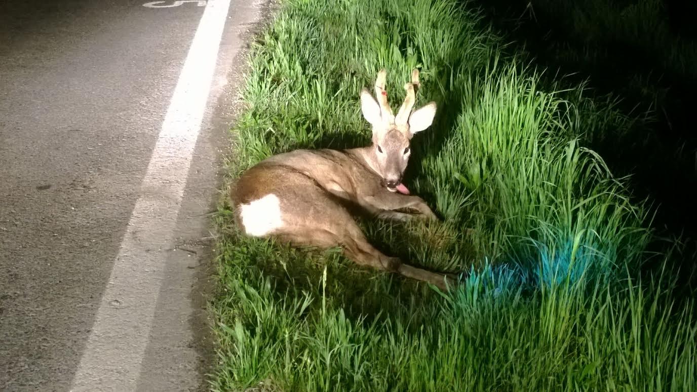 Capriolo nel cortile della scuola Mazzarello di Asti