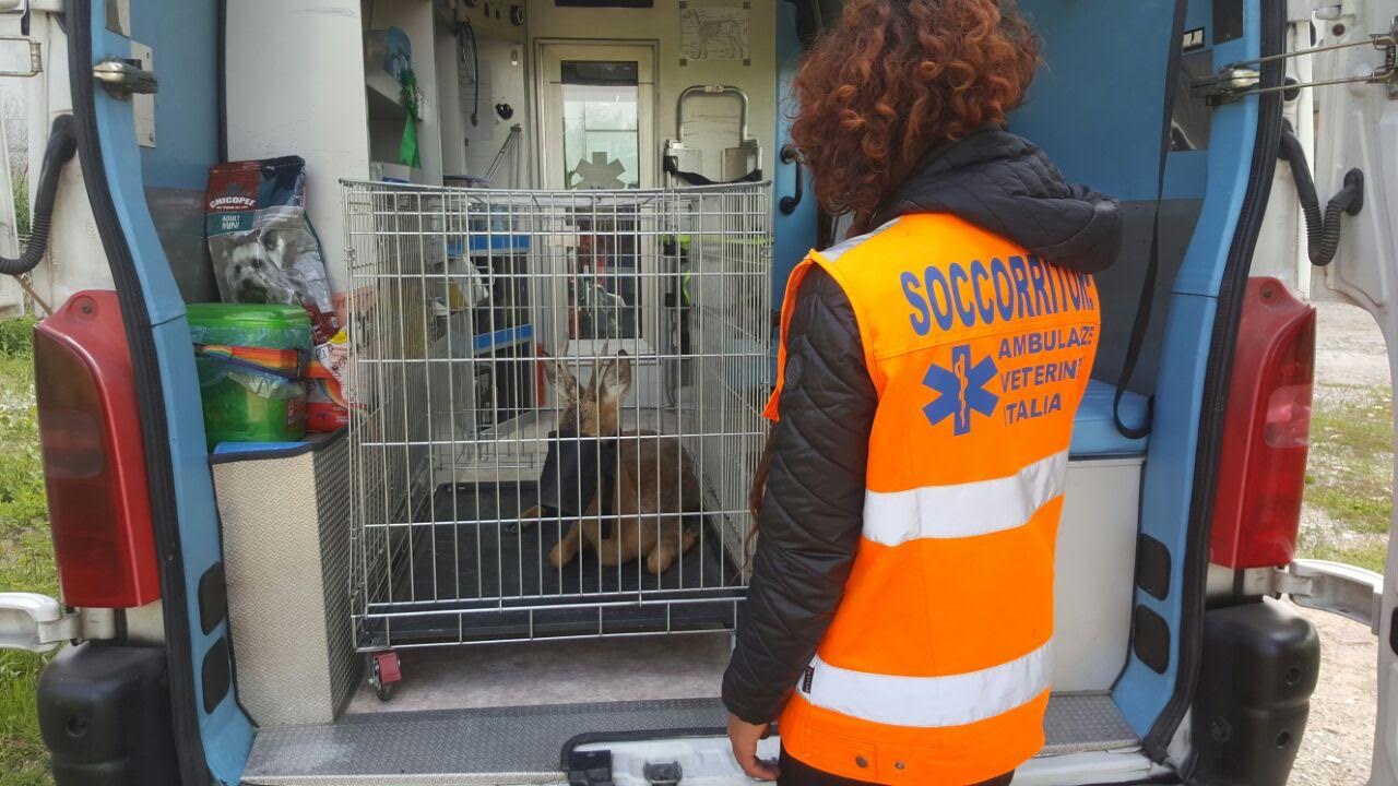 Capriolo salvato dall’Ambulanza Veterinaria di Asti