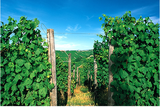 Asta benefica di Barolo a Cascina Boschetti