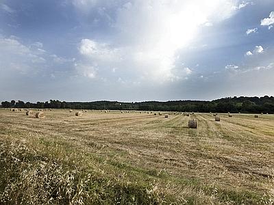 Piano Verde 2014: stanziate risorse per la conduzione aziendale singola e cooperativa