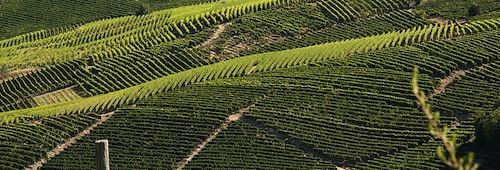 Asti verso l’ampliamento della zona di produzione del Moscato