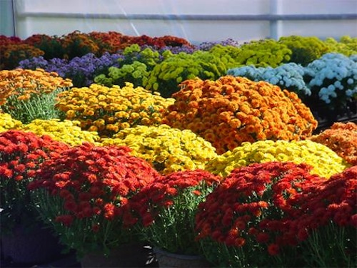 Ad Asti torna il tradizionale mercato del fiori