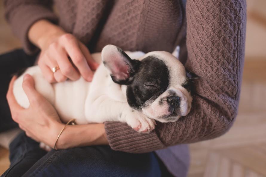 Rimedi naturali per tenere le pulci lontane dal cane e dalla casa