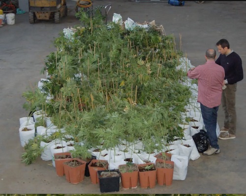 Marijuana nel vigneto: nei guai un giovane di Grazzano Badoglio