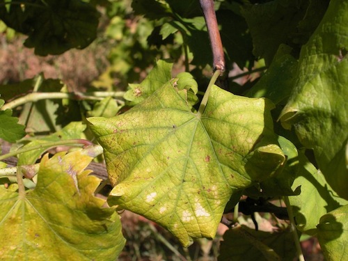 Presentati in provincia i risultati sulla flavescenza dorata della vite