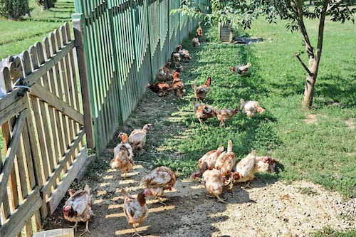 Le galline di via Carducci hanno trovato casa