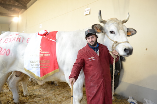 Fiera del Bue Grasso a Moncalvo, Confagricoltura: “Allevatori e carni piemontesi sono colonne portanti dell’economia astigiana”