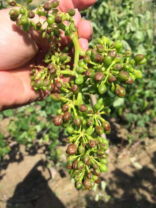 La grandine mette in ginocchio Cortiglione. Confagricoltura Asti: “I mutamenti climatici non risparmiano l’Astigiano, solo con una valida polizza multirischi si contrastano i danni del maltempo”