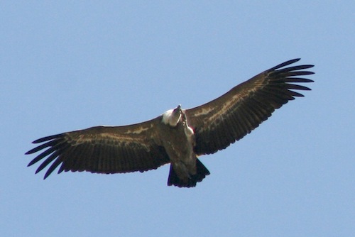 In volo sulla rotta dei grifoni con un documentario firmato da Davide Finzi Carraro