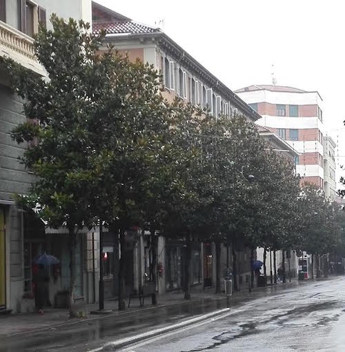 E’ iniziata la potatura delle magnolie di corso Dante e dell’albero secolare della stazione