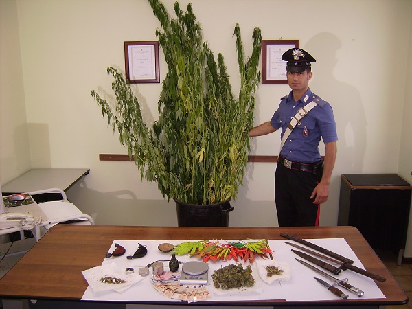 Aveva in casa piante di marijuana: giovane pusher arrestato dai carabinieri