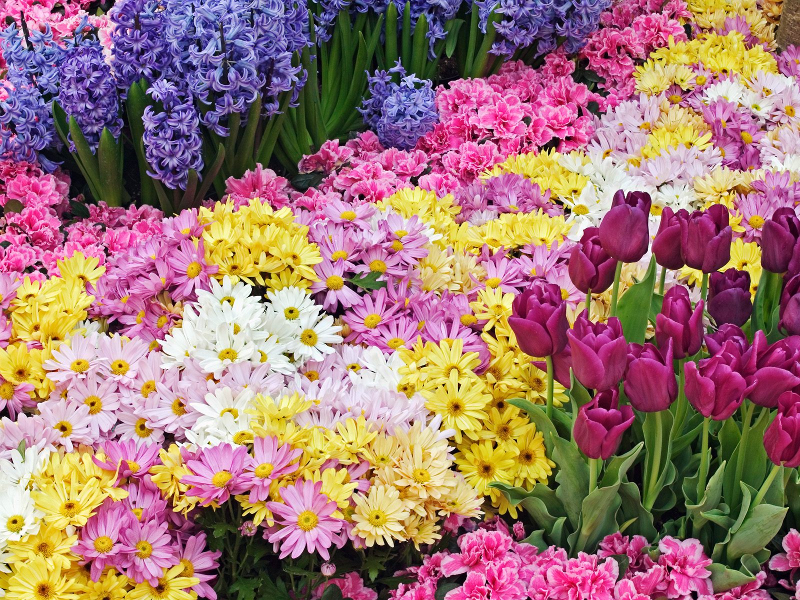 Mercato dei fiori in Campo del Palio