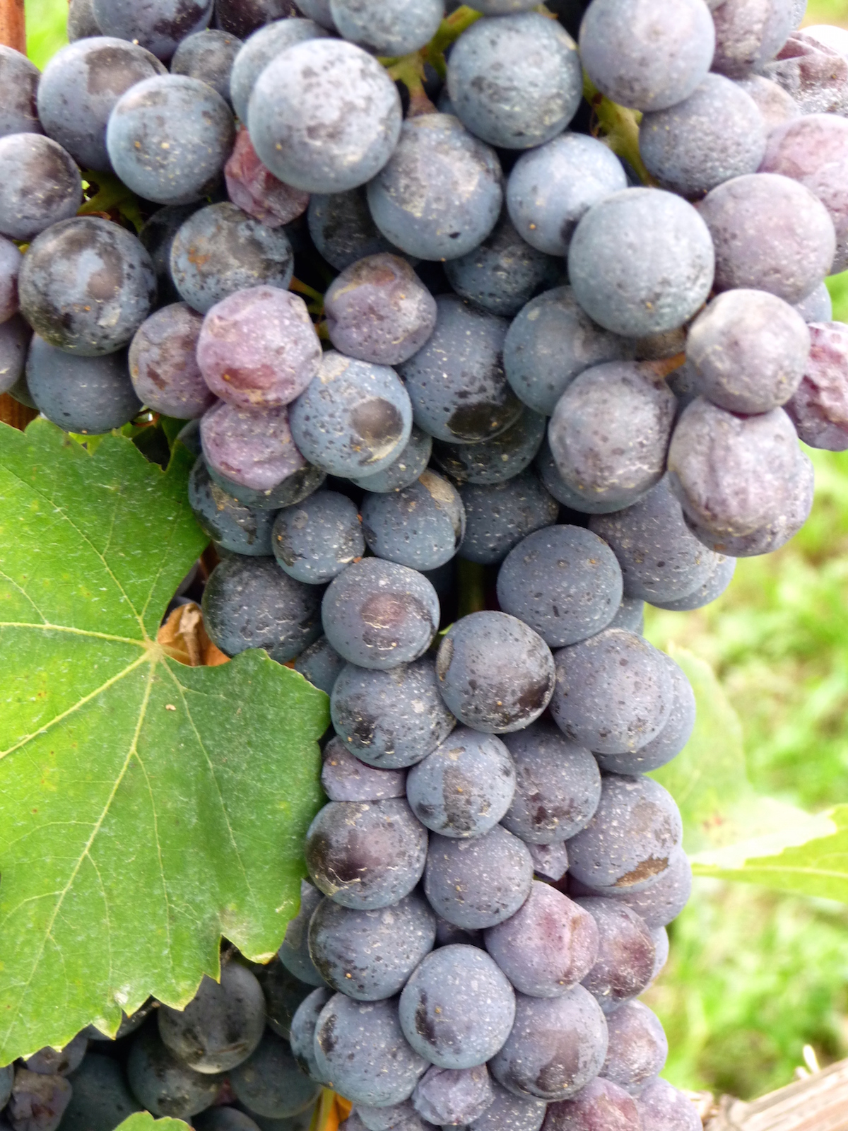 Il Nebbiolo è un patrimonio dell’intero Piemonte