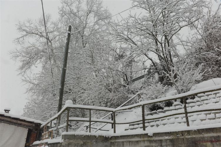 Appello dell’Enpa di Asti: Neve cerca casa