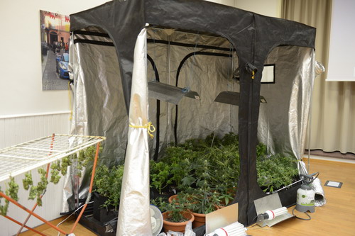 La casa come un laboratorio botanico di marijuana: astigiano arrestato dalla polizia