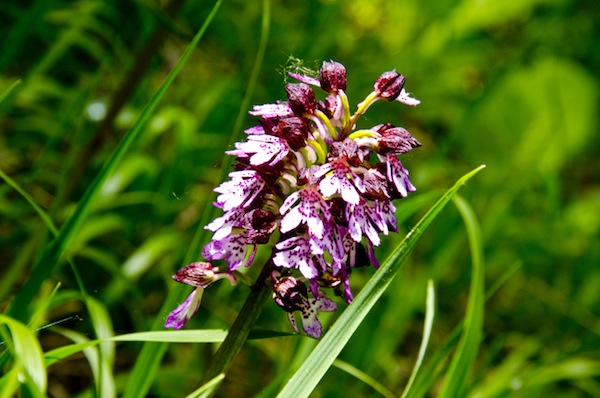 Orchidee protagoniste di due appuntamenti nell’Astigiano