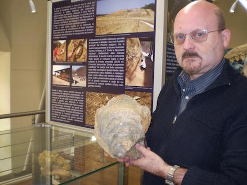 Un’ostrica fossile dall’eccezionale grandezza incuriosisce i visitatori del Museo Paleontologico