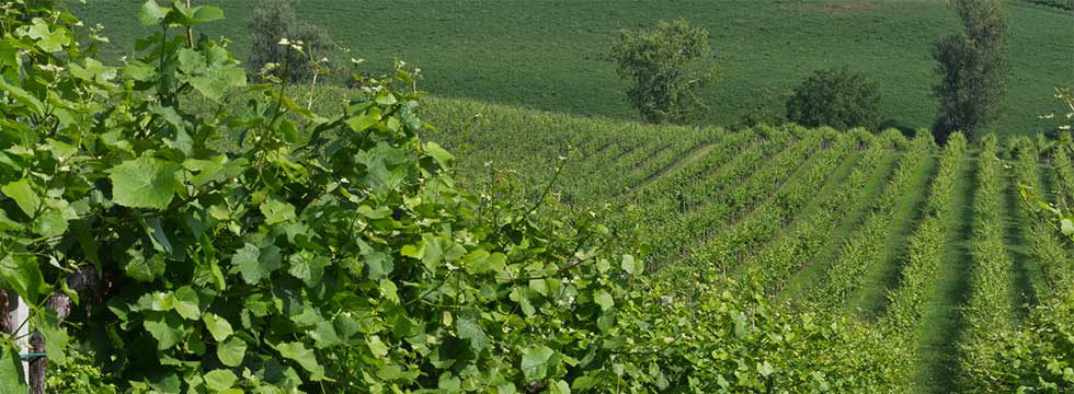 Bando ristrutturazione vigneti, ennesimo pasticcio istituzionale. L’allarme di Confagricoltura Asti: “Sistema informatico inefficiente, a rischio disimpegno di 9 milioni di euro a favore delle aziende agricole piemontesi”