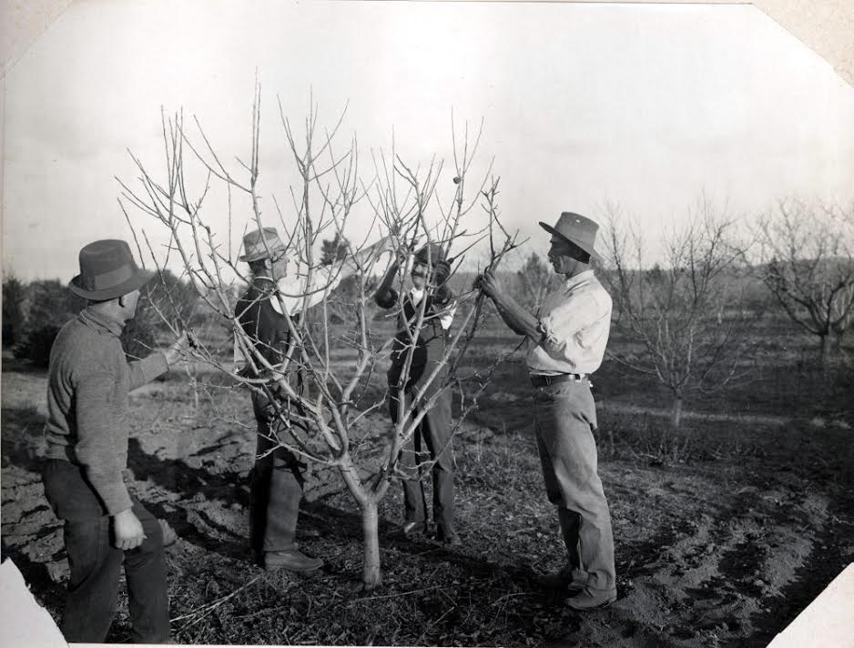 Con Legambiente un corso di potatura degli alberi