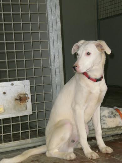 Red, cucciolo bianco e un po’ vergognoso, aspetta di essere adottato