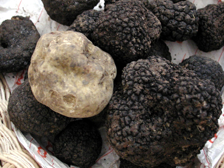 Tutto pronto per la stagione del tartufo