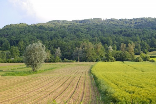 Psr: aperti i bandi su agroambiente e biologico