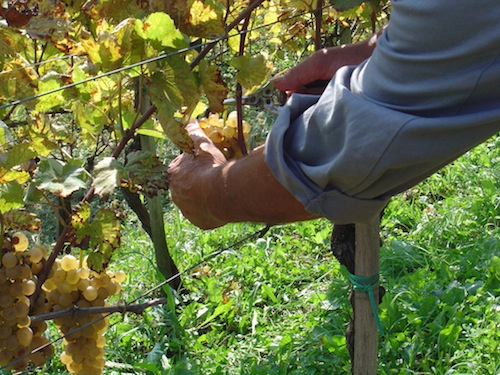 Straordinaria vendemmia dal peduncolo rosso