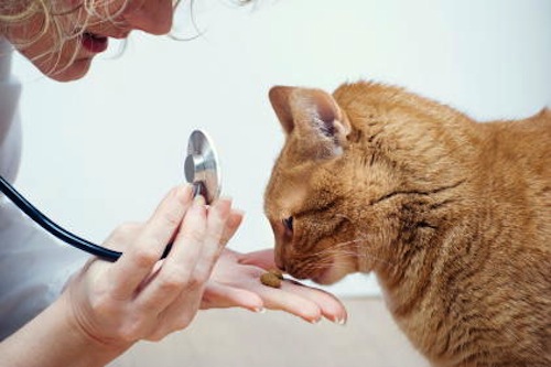 Veterinari e medici di servizi di prevenzione piemontesi in sciopero