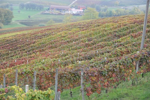 Tornano i falò sulle colline: la combustione controllata del materiale agricolo non è più un reato