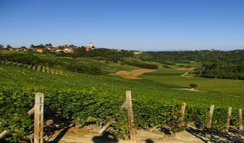 Apre il punto vendita della Cantina di Vinchio e Vaglio