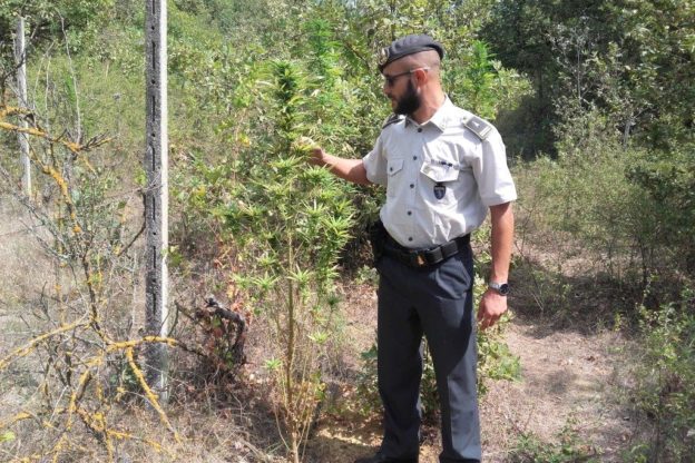 Coltivazione di marijuana in un vigneto abbandonato di Valleandona