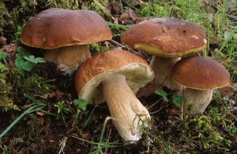 Riparte il servizio di controllo sui funghi: dal 16 settembre esperti in micologia a disposizione all’Asl At