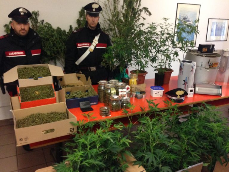 Fratelli specializzati in marijuana arrestati a Canelli