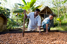 Cioccolato e cacao dal mondo alla Bottega di Rava e Fava