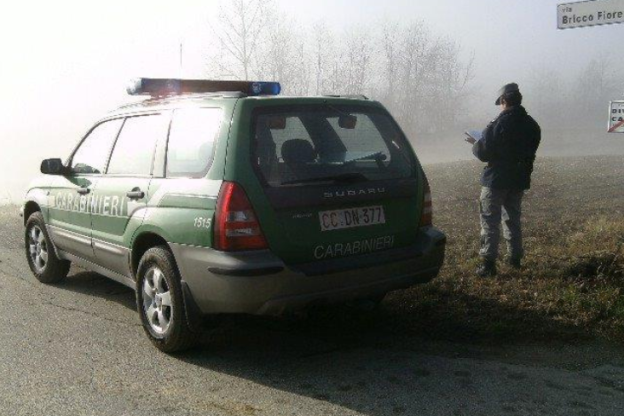 Asti, lupo investito in tangenziale: intervengono i carabinieri forestali