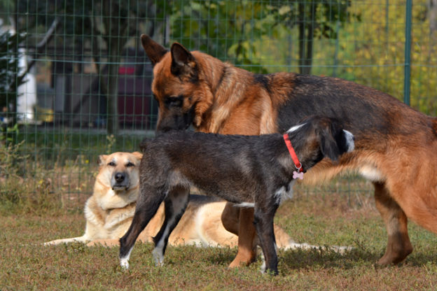 Rispetto degli animali: alla Banca del Dono di Asti mattinata con le associazioni di aiuto