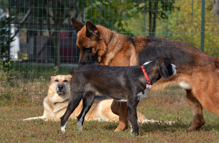 Rispetto degli animali: alla Banca del Dono di Asti mattinata con le associazioni di aiuto