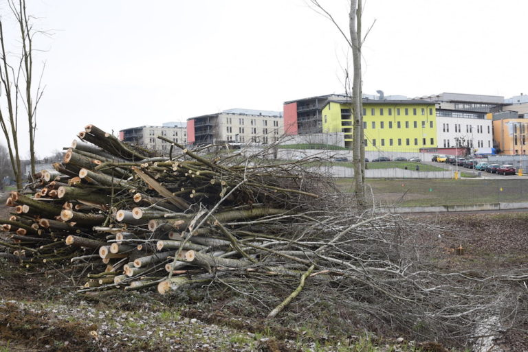 Piante tagliate in corso Pertini: la fotogallery