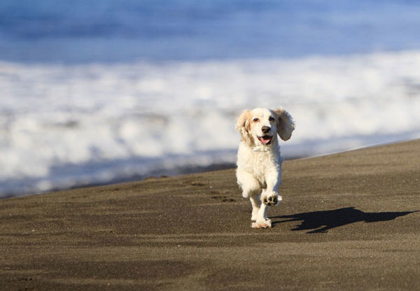 Cani in spiaggia: ecco il vademecum dell’Aidaa