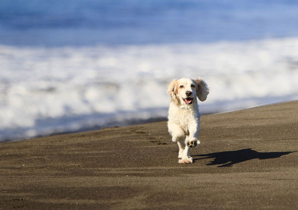 Cani in spiaggia: ecco il vademecum dell’Aidaa