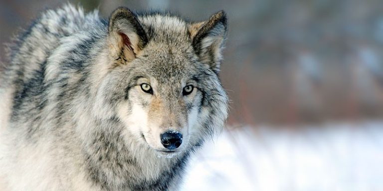Danni causati dai lupi: aperto il bando per favorire gli allevatori piemontesi