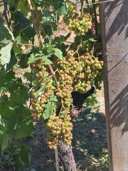 Nubifragi sull’Astigiano. Coldiretti: “Ingenti danni all’agricoltura”